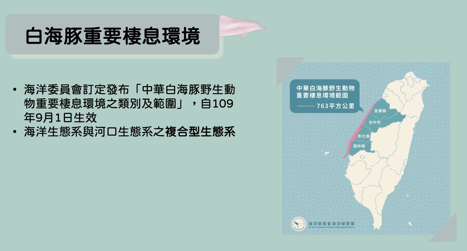 兩隻台灣白海豚一前一後浮出海面