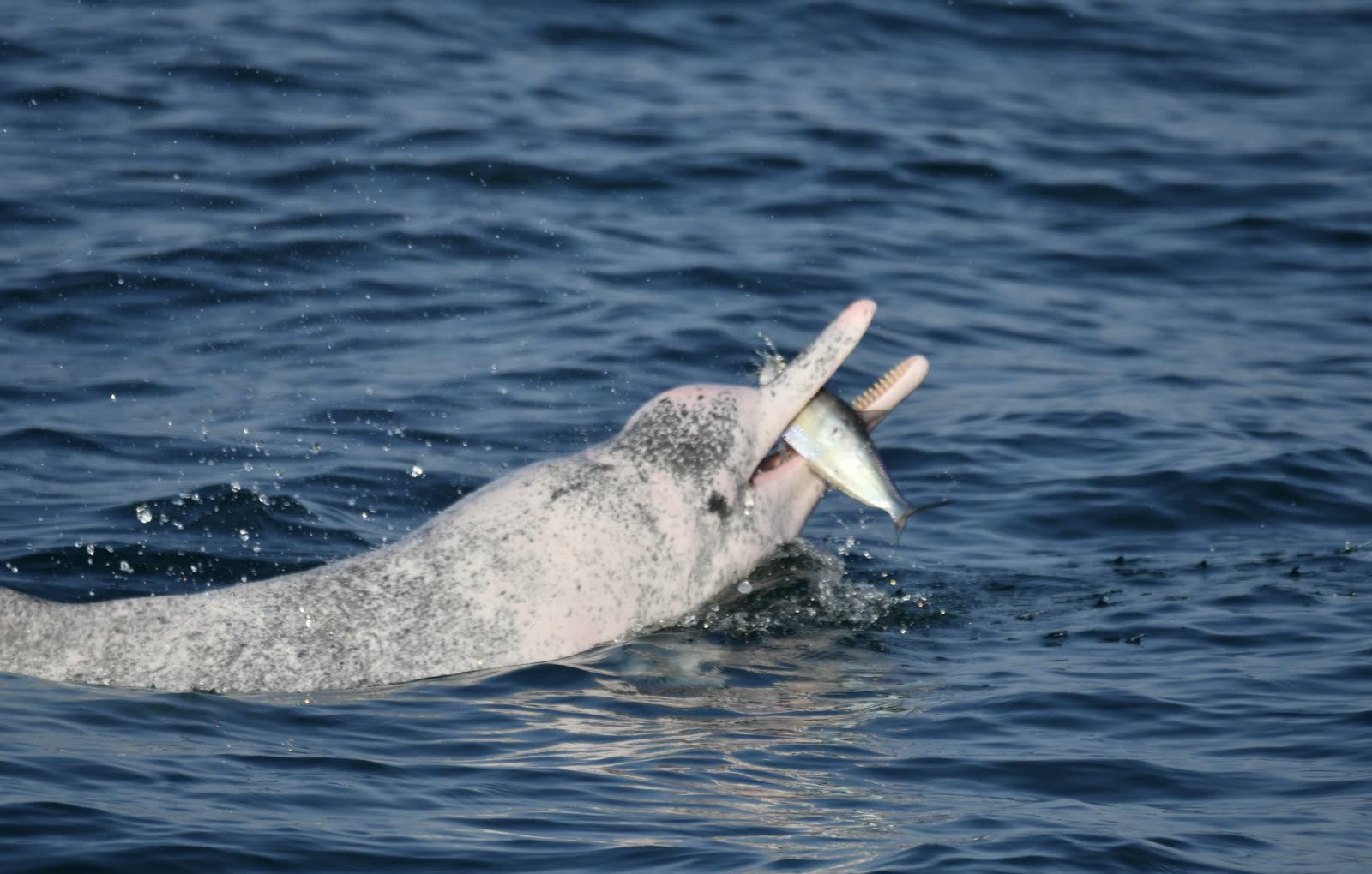 一隻台灣白海豚咬著剛捕到的魚浮出海面