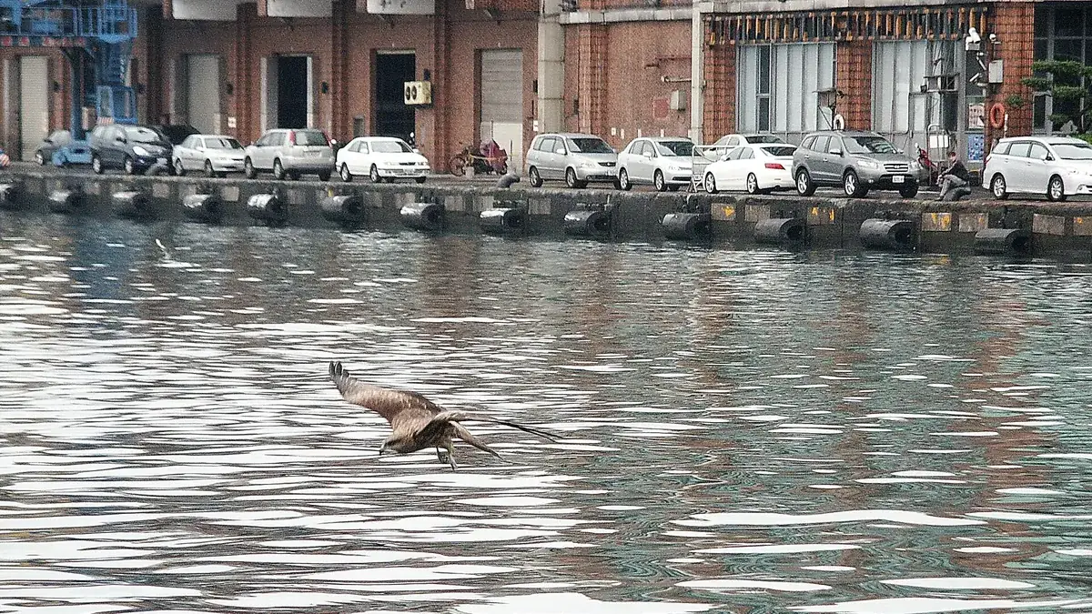 一隻黑鳶低飛掠過基隆港的水面