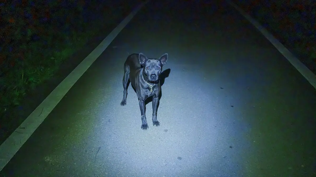 夜裡路邊一隻對著鏡頭的狗