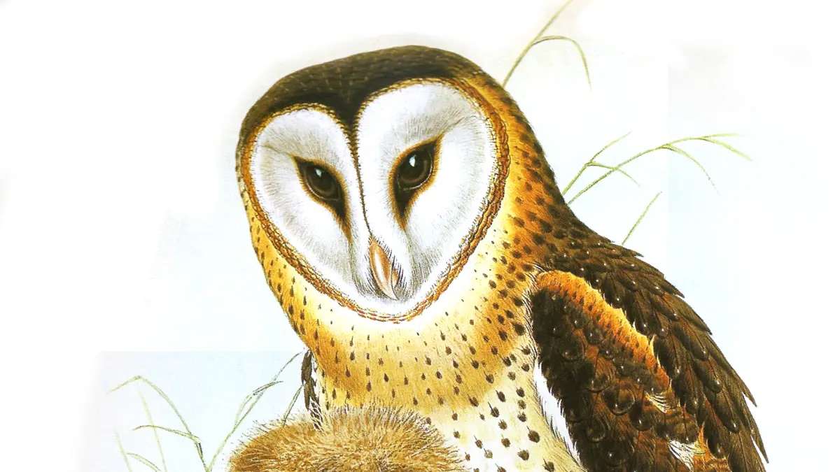 John Gould 畫的草鴞親鳥與幼鳥，站在草地上