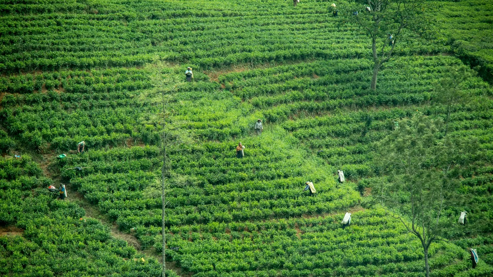 茶園裡採茶的人