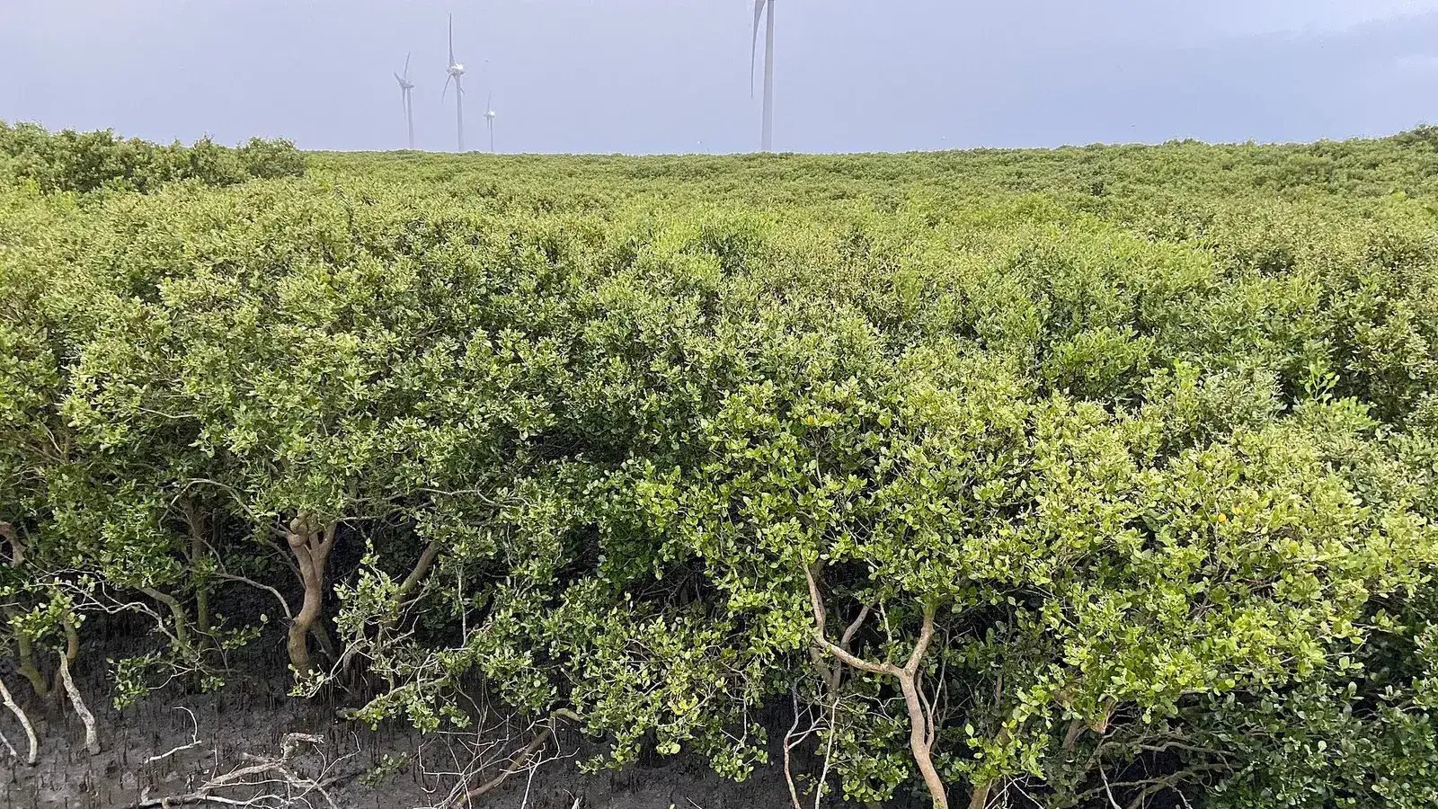 芳苑潮間帶的海茄苳樹林，遠方有風力發電機