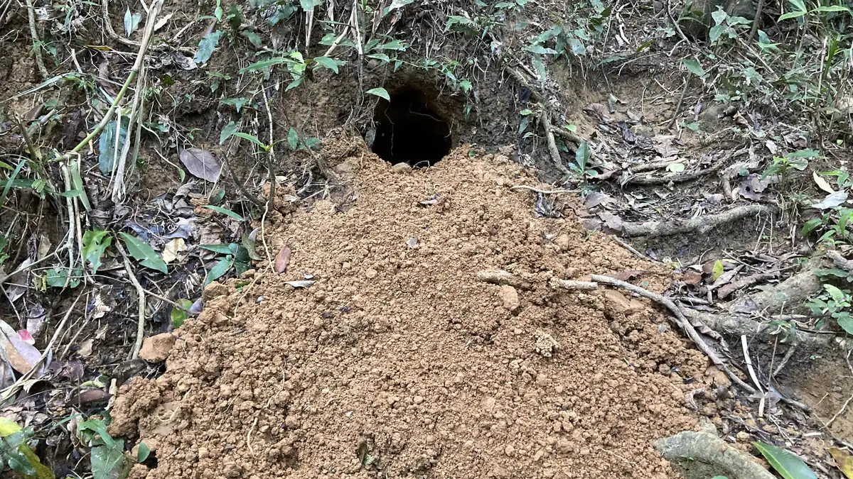林下一個穿山甲洞口,洞前一大片剛挖出來的新土