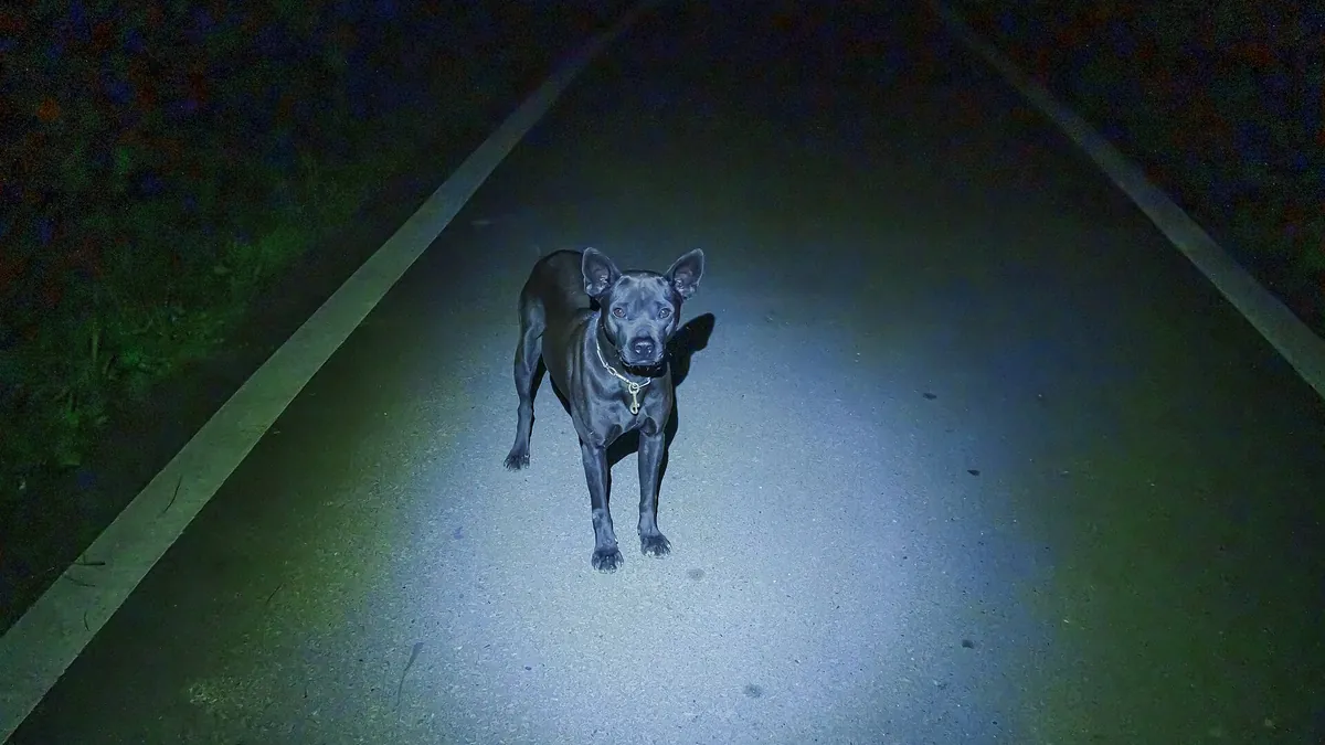 夜裡路上一隻黑色土狗站在手電筒光圈中盯著鏡頭
